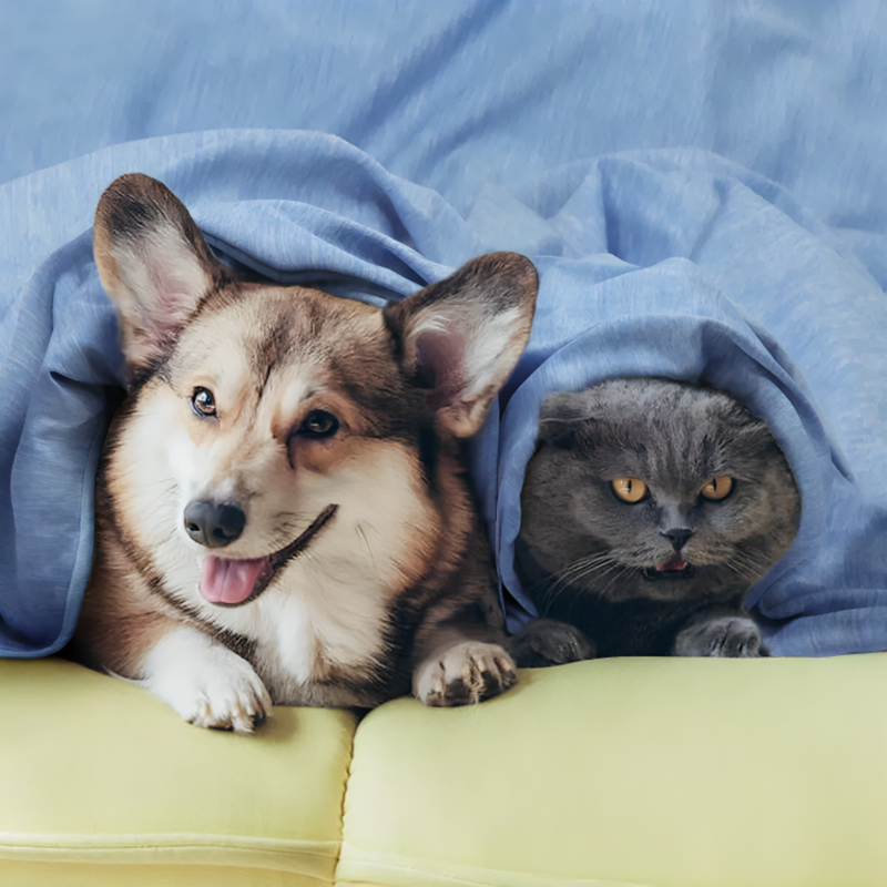 Premium Cooling Blanket